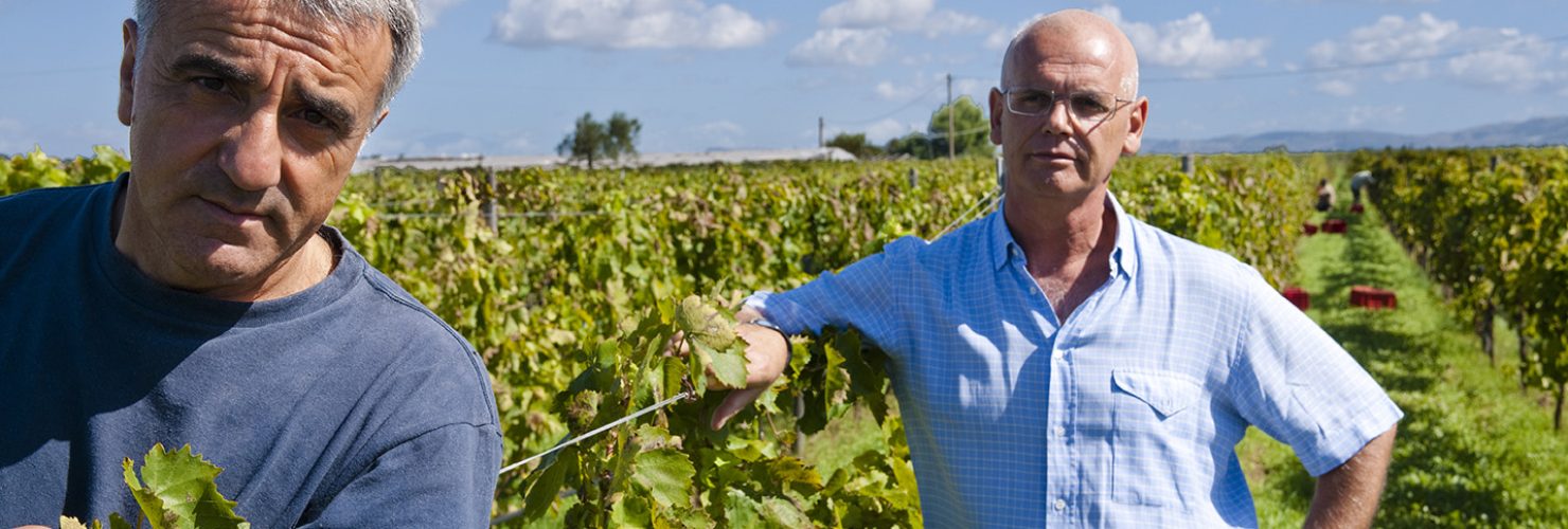 Giambattista Tallia and Giusto Occhipinti  in the vineyards at Azienda Agricola Cos,Acate